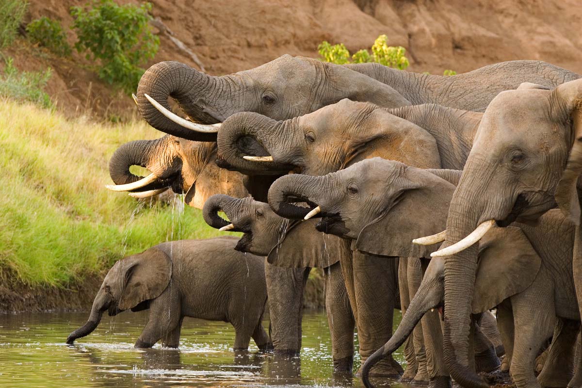 Explore the Kruger National Park on a Luxury Safari South Africa